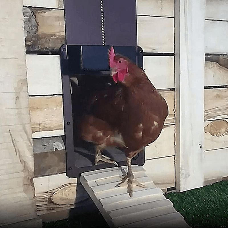 Automatic chicken coop door - waterproof and user-friendly